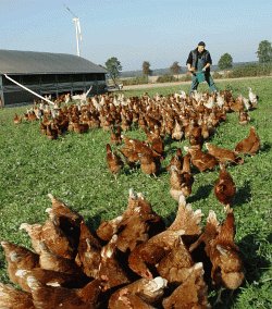 Der verrückbare Stall bietet den Hühnern ein Maximum an Freiraum