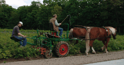 Nicht nur zum Spaß: die Arbeit mit Pferden hat in der Baumschule praktische Vorteile